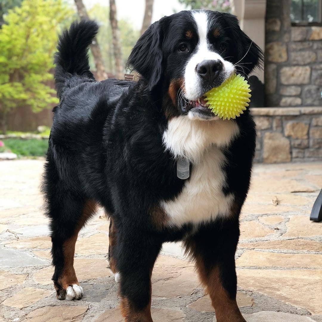 boyero de berna criador